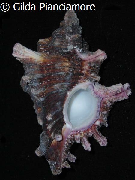 no photo for this shell